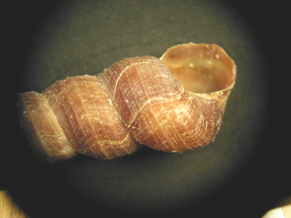 Mesalia mesal e Mesalia  brevialis?
